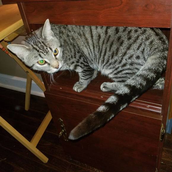 terragibson
